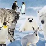 Isbjörn, leopard, säl, pingviner och fjällräv på ett snöigt landskap